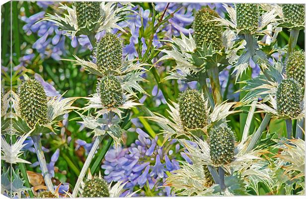 Sea Holly And Blue Alliums Canvas Print by Noreen Linale