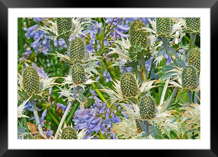 Sea Holly And Blue Alliums Framed Mounted Print by Noreen Linale