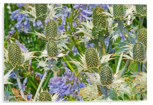Sea Holly And Blue Alliums Acrylic by Noreen Linale