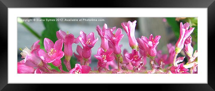 Pink Confettii Framed Mounted Print by Diana Symes