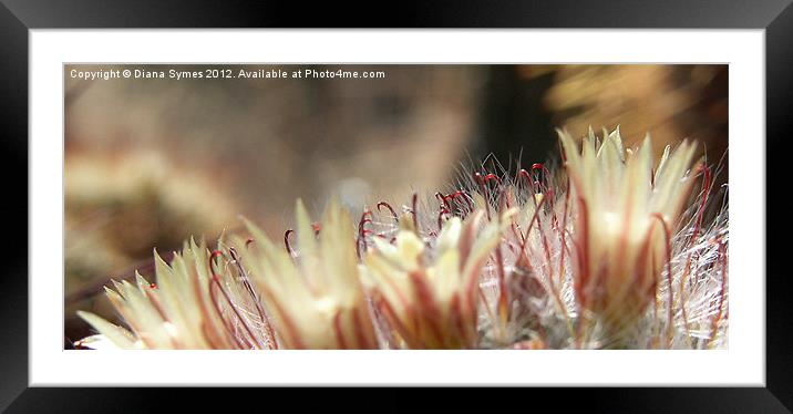 Feathers Framed Mounted Print by Diana Symes