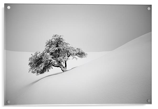 Alone in snow Acrylic by Cristian Mihaila