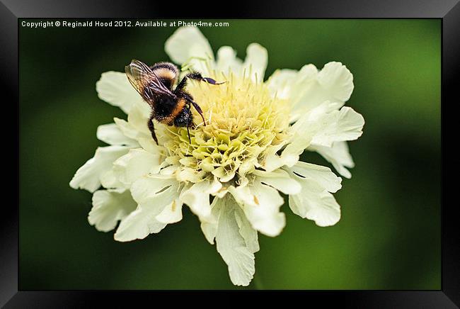 Bee on Flower Framed Print by Reginald Hood