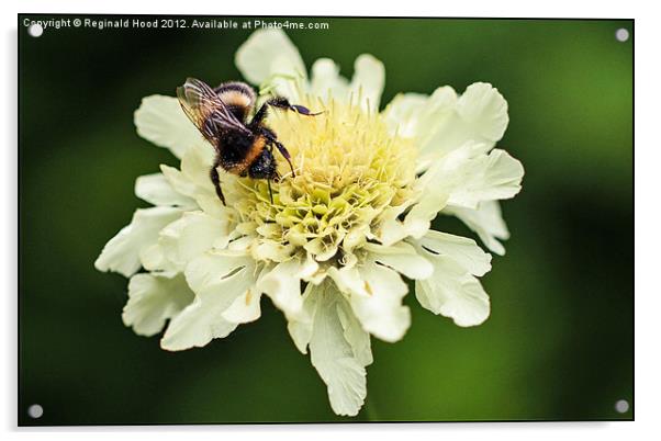 Bee on Flower Acrylic by Reginald Hood