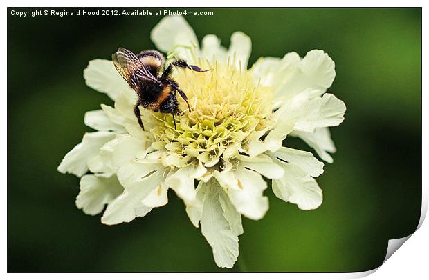 Bee on Flower Print by Reginald Hood