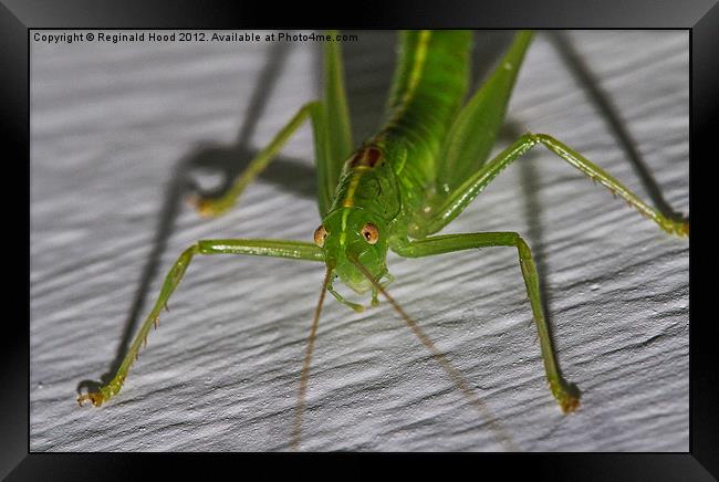 Bug Framed Print by Reginald Hood