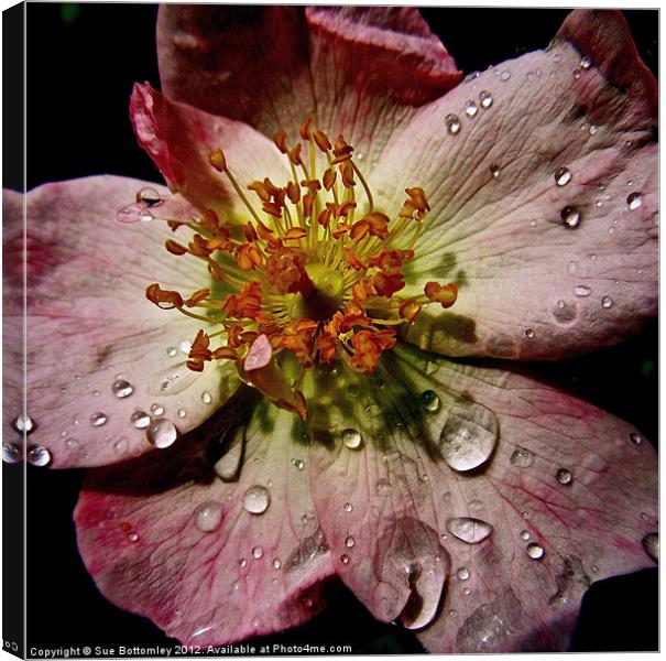 Flower after the rain Canvas Print by Sue Bottomley