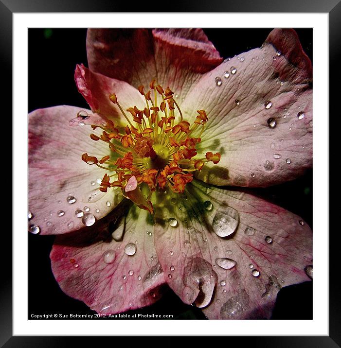 Flower after the rain Framed Mounted Print by Sue Bottomley