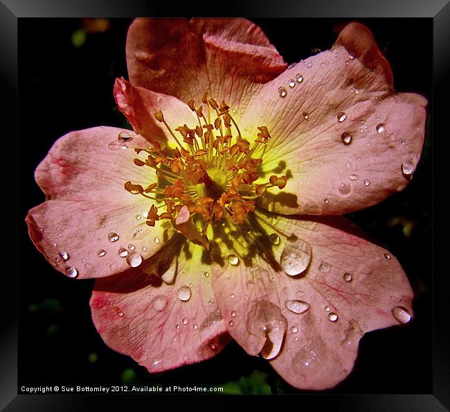 Flower after the rain (2) Framed Print by Sue Bottomley