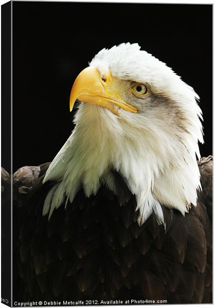 American Bald Eagle Canvas Print by Debbie Metcalfe