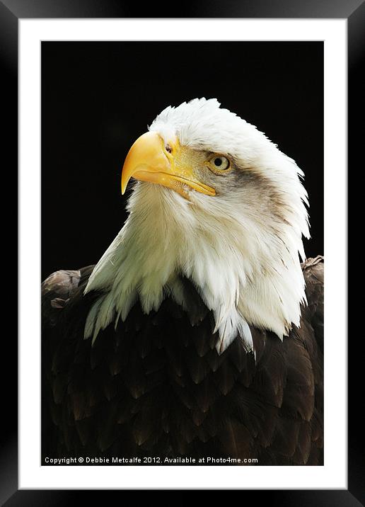 American Bald Eagle Framed Mounted Print by Debbie Metcalfe