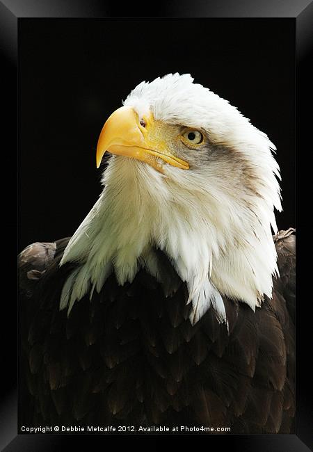 American Bald Eagle Framed Print by Debbie Metcalfe
