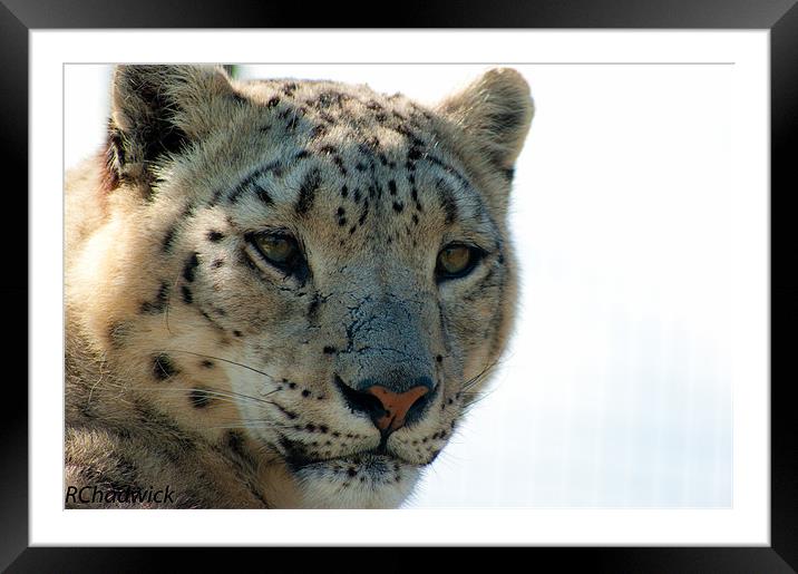Snow leopard Framed Mounted Print by robert chadwick