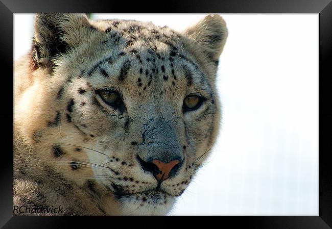 Snow leopard Framed Print by robert chadwick