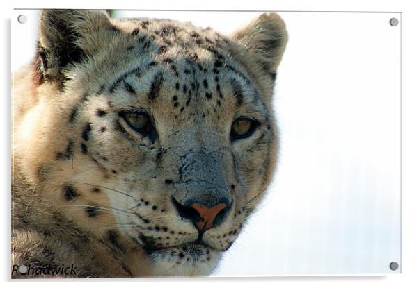 Snow leopard Acrylic by robert chadwick