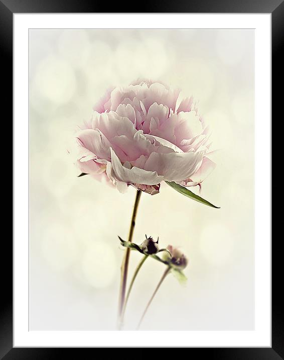 Perfect Peony Framed Mounted Print by Aj’s Images