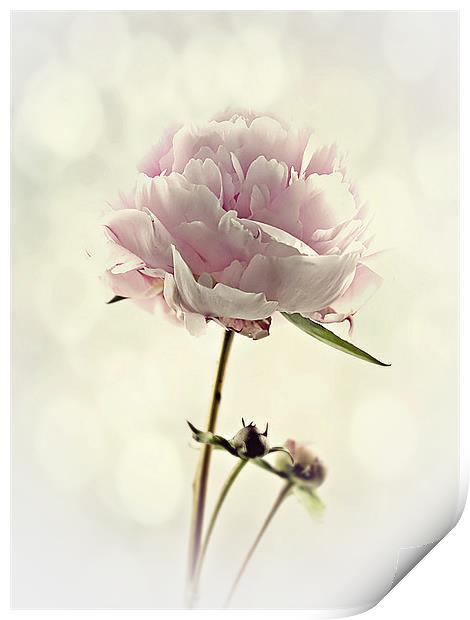 Perfect Peony Print by Aj’s Images