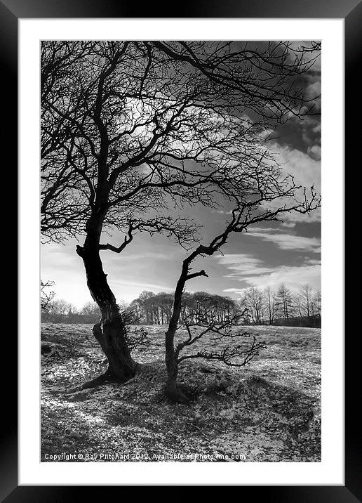 Causey Trees Framed Mounted Print by Ray Pritchard