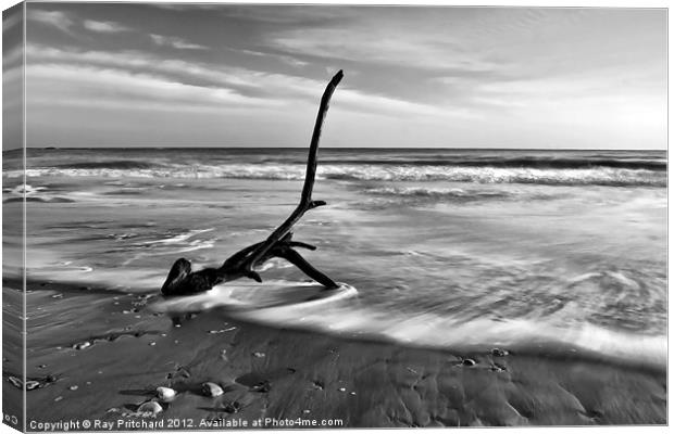 Washed Up Branch Canvas Print by Ray Pritchard