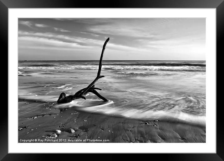 Washed Up Branch Framed Mounted Print by Ray Pritchard