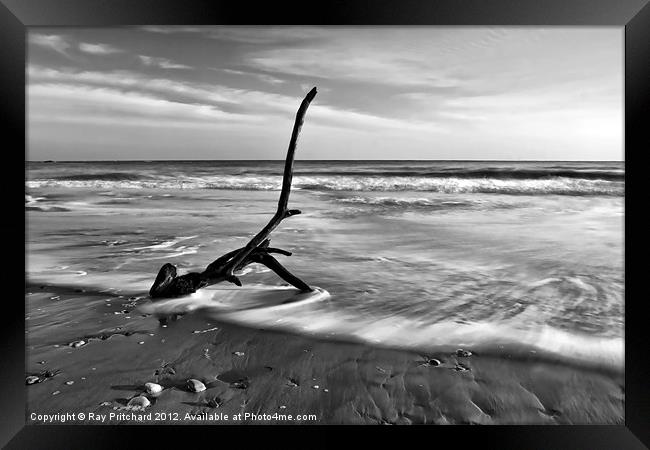 Washed Up Branch Framed Print by Ray Pritchard