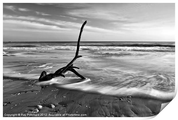 Washed Up Branch Print by Ray Pritchard