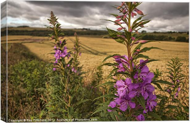 HDR Fireweed Canvas Print by Ray Pritchard