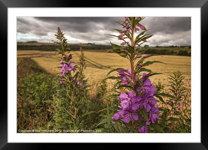 HDR Fireweed Framed Mounted Print by Ray Pritchard