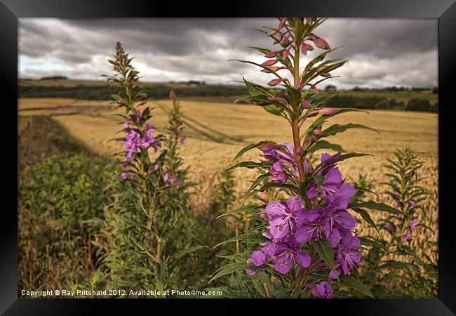 HDR Fireweed Framed Print by Ray Pritchard