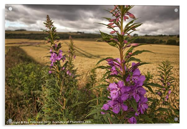 HDR Fireweed Acrylic by Ray Pritchard