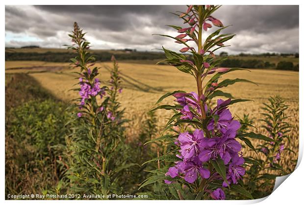 HDR Fireweed Print by Ray Pritchard