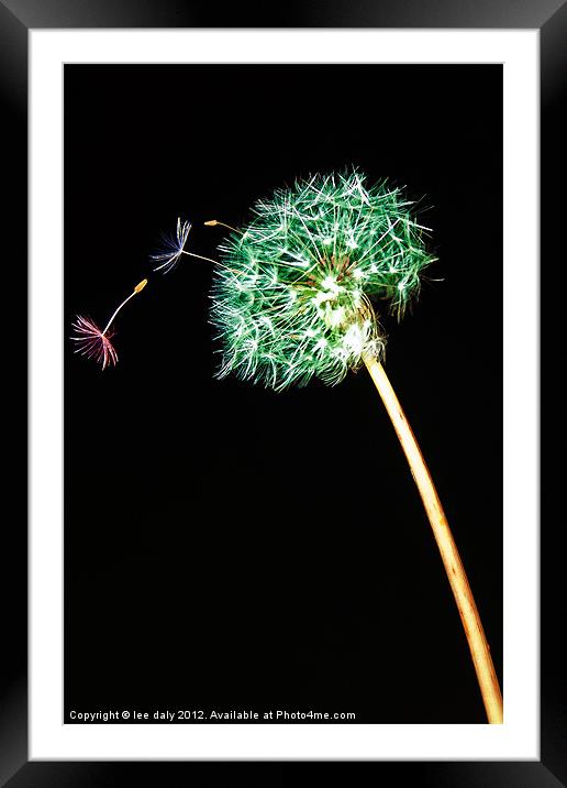 Dandy seeds. Framed Mounted Print by Lee Daly