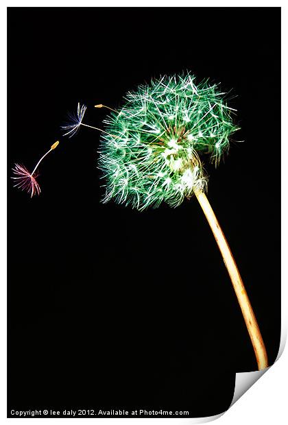 Dandy seeds. Print by Lee Daly