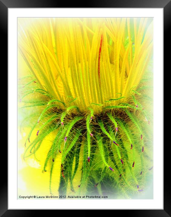 Pineapple Framed Mounted Print by Laura McGlinn Photog