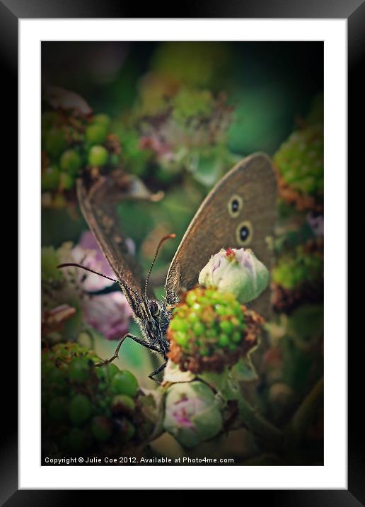 Ringlet Butterfly Framed Mounted Print by Julie Coe