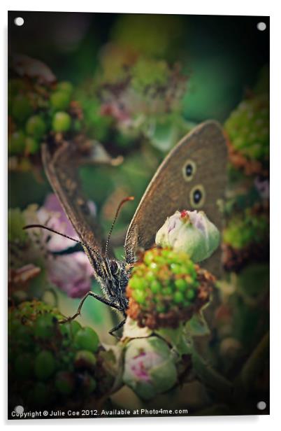 Ringlet Butterfly Acrylic by Julie Coe