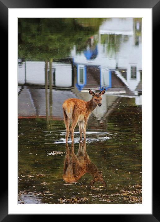 Baby Deer in the Harbour Framed Mounted Print by Claire McQueen