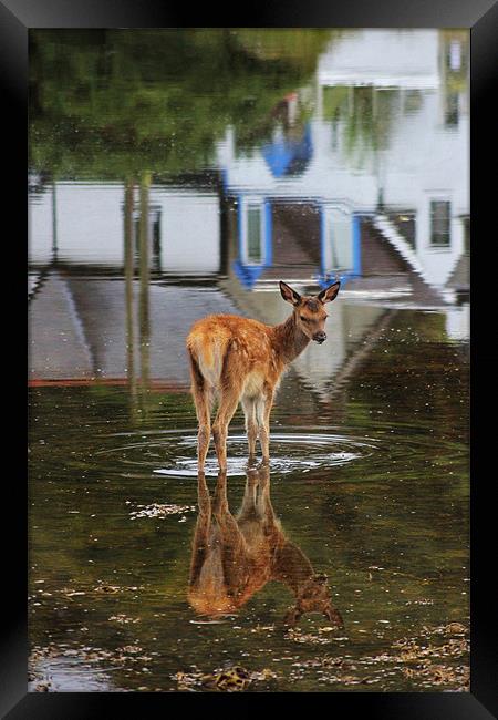 Baby Deer in the Harbour Framed Print by Claire McQueen