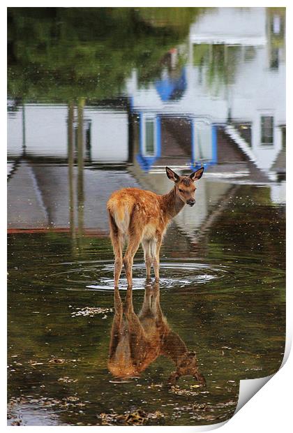 Baby Deer in the Harbour Print by Claire McQueen