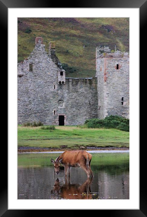 Deer at Lochranza Framed Mounted Print by Claire McQueen