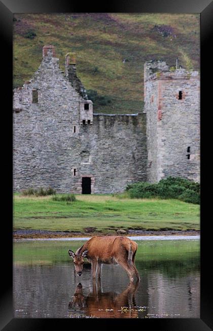 Deer at Lochranza Framed Print by Claire McQueen