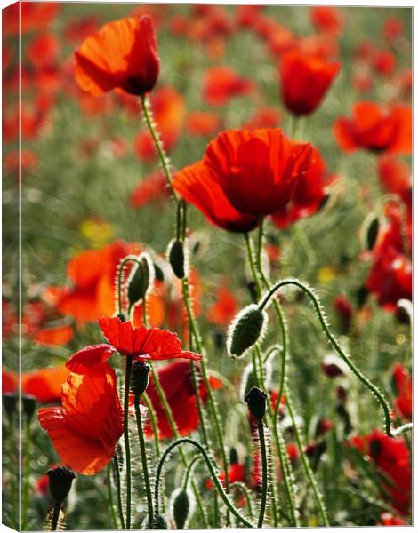 Poppies Canvas Print by Noreen Linale