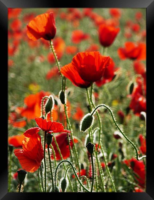 Poppies Framed Print by Noreen Linale