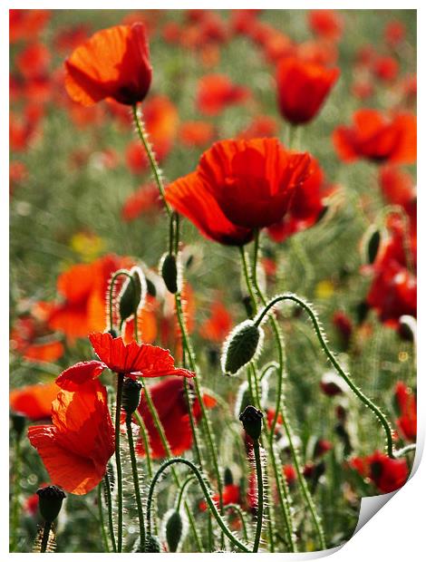 Poppies Print by Noreen Linale