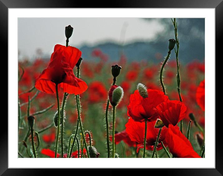 Sunlit Poppies Framed Mounted Print by Noreen Linale