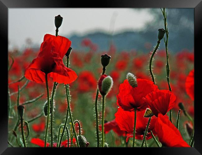 Sunlit Poppies Framed Print by Noreen Linale