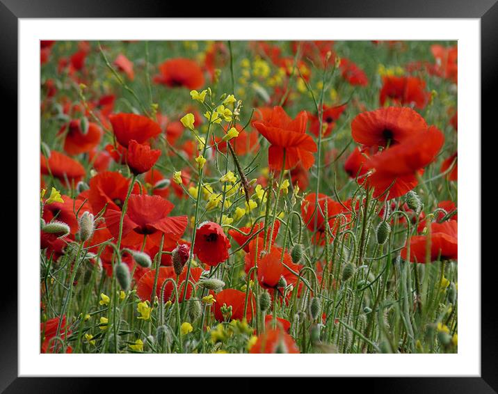 Poppies And Rapeseed Field Framed Mounted Print by Noreen Linale