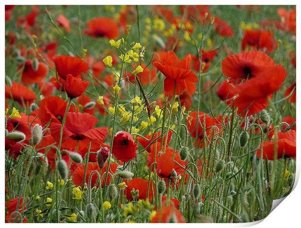 Poppies And Rapeseed Field Print by Noreen Linale