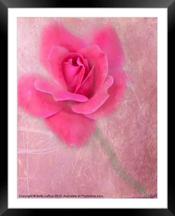 Pink Rose Framed Mounted Print by Betty LaRue