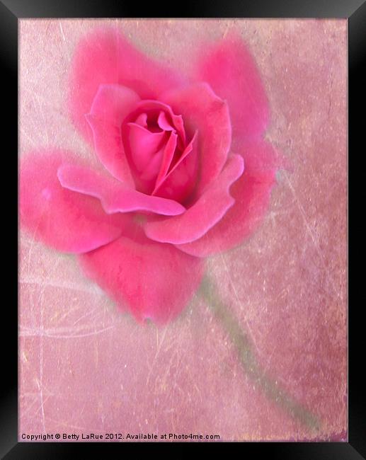 Pink Rose Framed Print by Betty LaRue